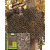 Filet de camouflage Basic, 3 x 6 m, Woodland, Mil-Tec