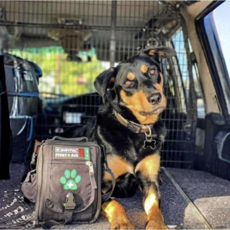 First Aid Kit Pet pour voyager avec un chien, Survival